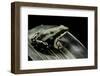 Epipedobates Tricolor (Phantasmal Poison Frog)-Paul Starosta-Framed Photographic Print