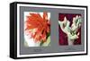 Epiphyllum Ackermarnii-null-Framed Stretched Canvas