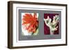 Epiphyllum Ackermarnii-null-Framed Art Print