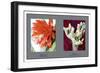 Epiphyllum Ackermarnii-null-Framed Art Print