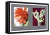 Epiphyllum Ackermarnii-null-Framed Stretched Canvas