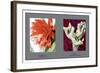 Epiphyllum Ackermarnii-null-Framed Art Print