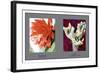 Epiphyllum Ackermarnii-null-Framed Art Print