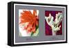 Epiphyllum Ackermarnii-null-Framed Stretched Canvas