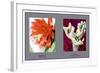 Epiphyllum Ackermarnii-null-Framed Art Print