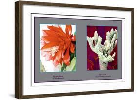 Epiphyllum Ackermarnii-null-Framed Art Print