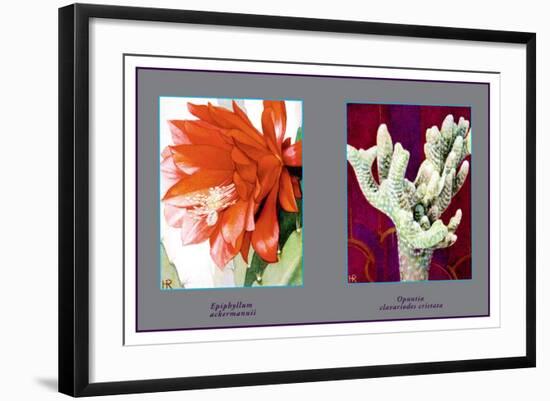 Epiphyllum Ackermarnii-null-Framed Art Print