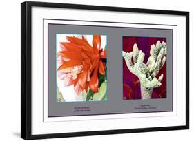 Epiphyllum Ackermarnii-null-Framed Art Print