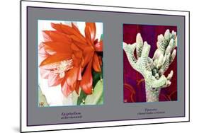 Epiphyllum Ackermarnii-null-Mounted Art Print