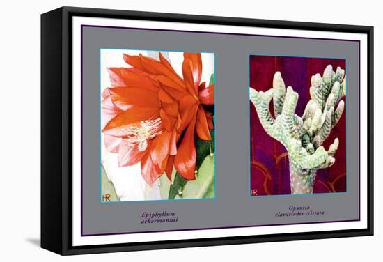 Epiphyllum Ackermarnii-null-Framed Stretched Canvas