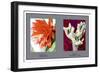 Epiphyllum Ackermarnii-null-Framed Art Print