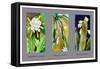 Epiphyllum Crenatum-null-Framed Stretched Canvas