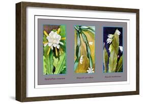 Epiphyllum Crenatum-null-Framed Art Print