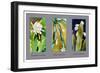 Epiphyllum Crenatum-null-Framed Art Print