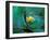 Epiphyte, Barro Colorado Island, Panama-Christian Ziegler-Framed Photographic Print