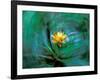 Epiphyte, Barro Colorado Island, Panama-Christian Ziegler-Framed Photographic Print