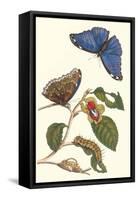 Epiphytic Climbing Plant with a Peleides Blue Morpho Butterfly and a Gulf Fritillary-Maria Sibylla Merian-Framed Stretched Canvas