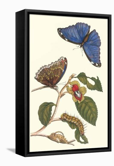 Epiphytic Climbing Plant with a Peleides Blue Morpho Butterfly and a Gulf Fritillary-Maria Sibylla Merian-Framed Stretched Canvas