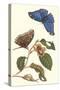 Epiphytic Climbing Plant with a Peleides Blue Morpho Butterfly and a Gulf Fritillary-Maria Sibylla Merian-Stretched Canvas