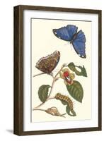 Epiphytic Climbing Plant with a Peleides Blue Morpho Butterfly and a Gulf Fritillary-Maria Sibylla Merian-Framed Art Print