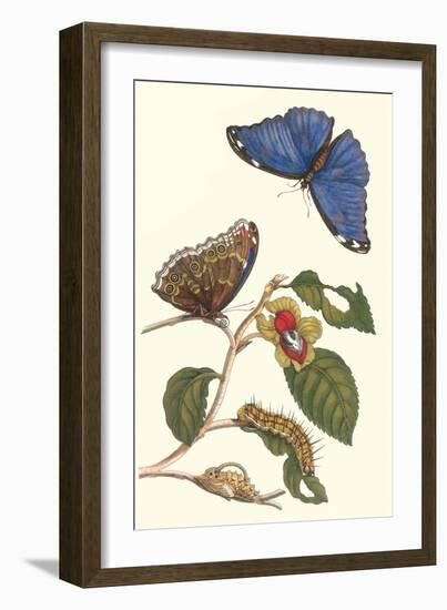 Epiphytic Climbing Plant with a Peleides Blue Morpho Butterfly and a Gulf Fritillary-Maria Sibylla Merian-Framed Art Print