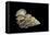 Epitonium Scalare-Paul Starosta-Framed Stretched Canvas
