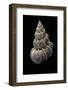 Epitonium Scalare-Paul Starosta-Framed Photographic Print