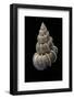 Epitonium Scalare-Paul Starosta-Framed Photographic Print