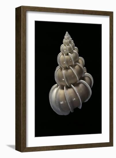 Epitonium Scalare-Paul Starosta-Framed Photographic Print