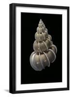 Epitonium Scalare-Paul Starosta-Framed Photographic Print