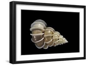 Epitonium Scalare-Paul Starosta-Framed Photographic Print