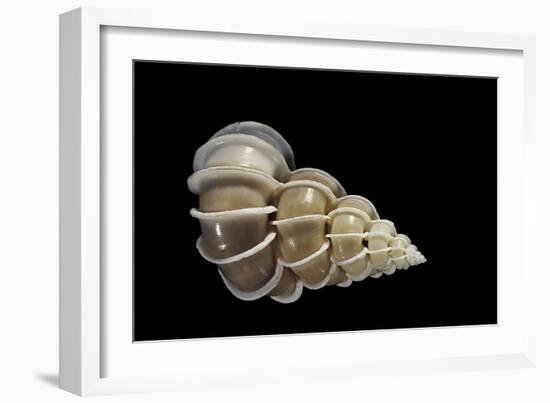 Epitonium Scalare-Paul Starosta-Framed Photographic Print
