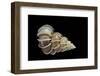 Epitonium Scalare-Paul Starosta-Framed Photographic Print