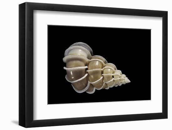 Epitonium Scalare-Paul Starosta-Framed Photographic Print