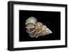 Epitonium Scalare-Paul Starosta-Framed Photographic Print