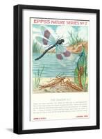 Epps's Nature Series, Dragon Fly-null-Framed Art Print