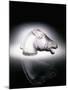 Epsom' No. 1153, a Clear and Frosted Glass Car Mascot in the Form of a Horse's Head-null-Mounted Giclee Print