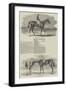 Epsom Races, Portraits of the Winners of the Derby and the Oaks-Benjamin Herring-Framed Giclee Print