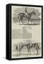 Epsom Races, Portraits of the Winners of the Derby and the Oaks-Benjamin Herring-Framed Stretched Canvas