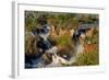 Epupa Waterfalls in on the Border of Angola and Namibia-Grobler du Preez-Framed Photographic Print