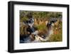 Epupa Waterfalls in on the Border of Angola and Namibia-Grobler du Preez-Framed Photographic Print