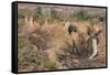 Epupa Waterfalls-F.C.G.-Framed Stretched Canvas