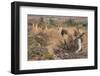 Epupa Waterfalls-F.C.G.-Framed Photographic Print