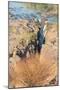 Epupa Waterfalls-F.C.G.-Mounted Photographic Print