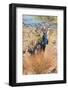 Epupa Waterfalls-F.C.G.-Framed Photographic Print