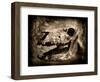 Equas Caballus-Clive Nolan-Framed Photographic Print