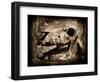 Equas Caballus-Clive Nolan-Framed Photographic Print