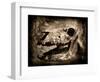 Equas Caballus-Clive Nolan-Framed Photographic Print