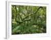 Equatorial Rainforest in Bwindi Impenetrable Forest, Bwindi Impenetrable National Park, Uganda-Paul Souders-Framed Photographic Print