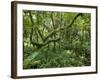 Equatorial Rainforest in Bwindi Impenetrable Forest, Bwindi Impenetrable National Park, Uganda-Paul Souders-Framed Photographic Print